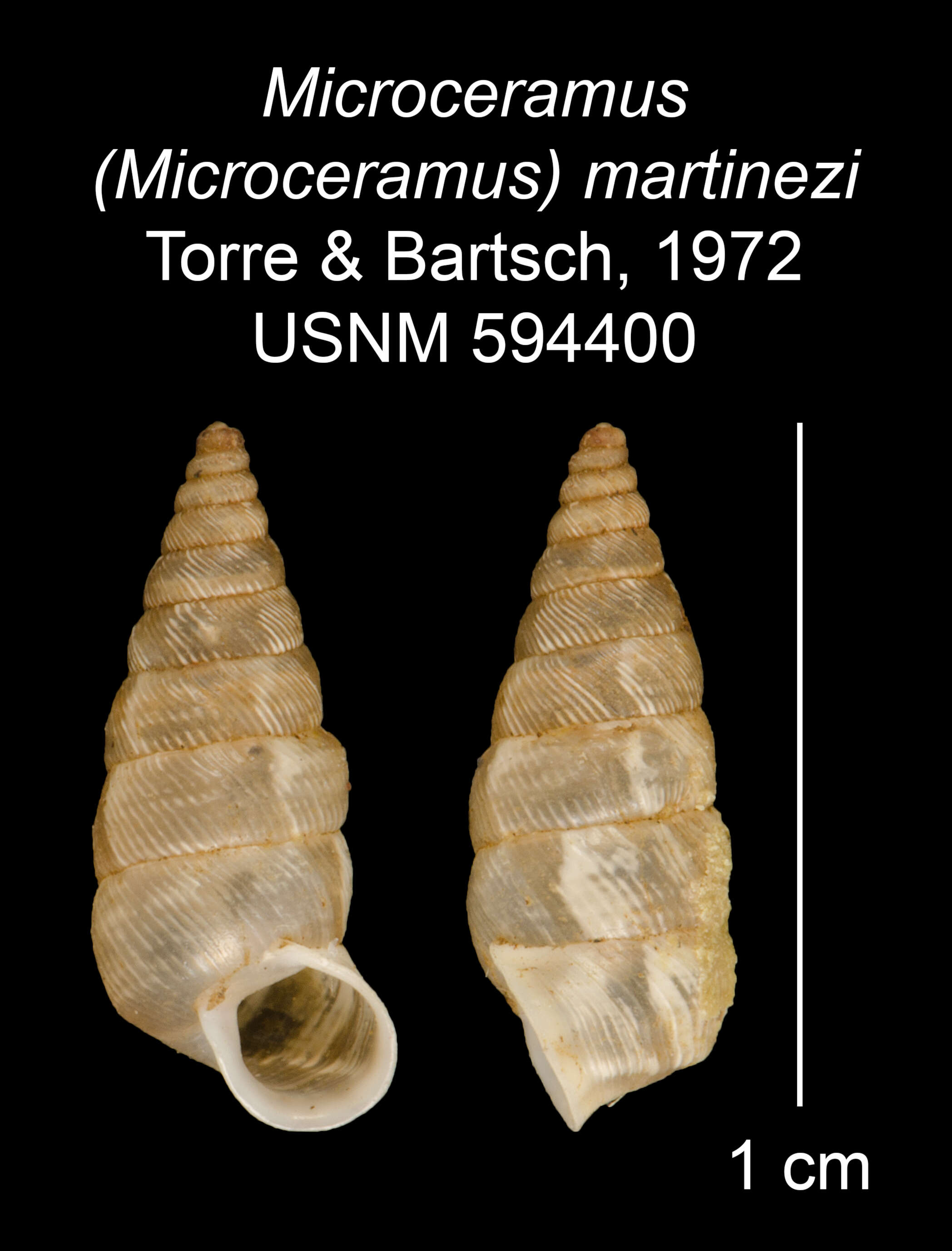 Imagem de Microceramus martinezi C. Torre & Bartsch 2008