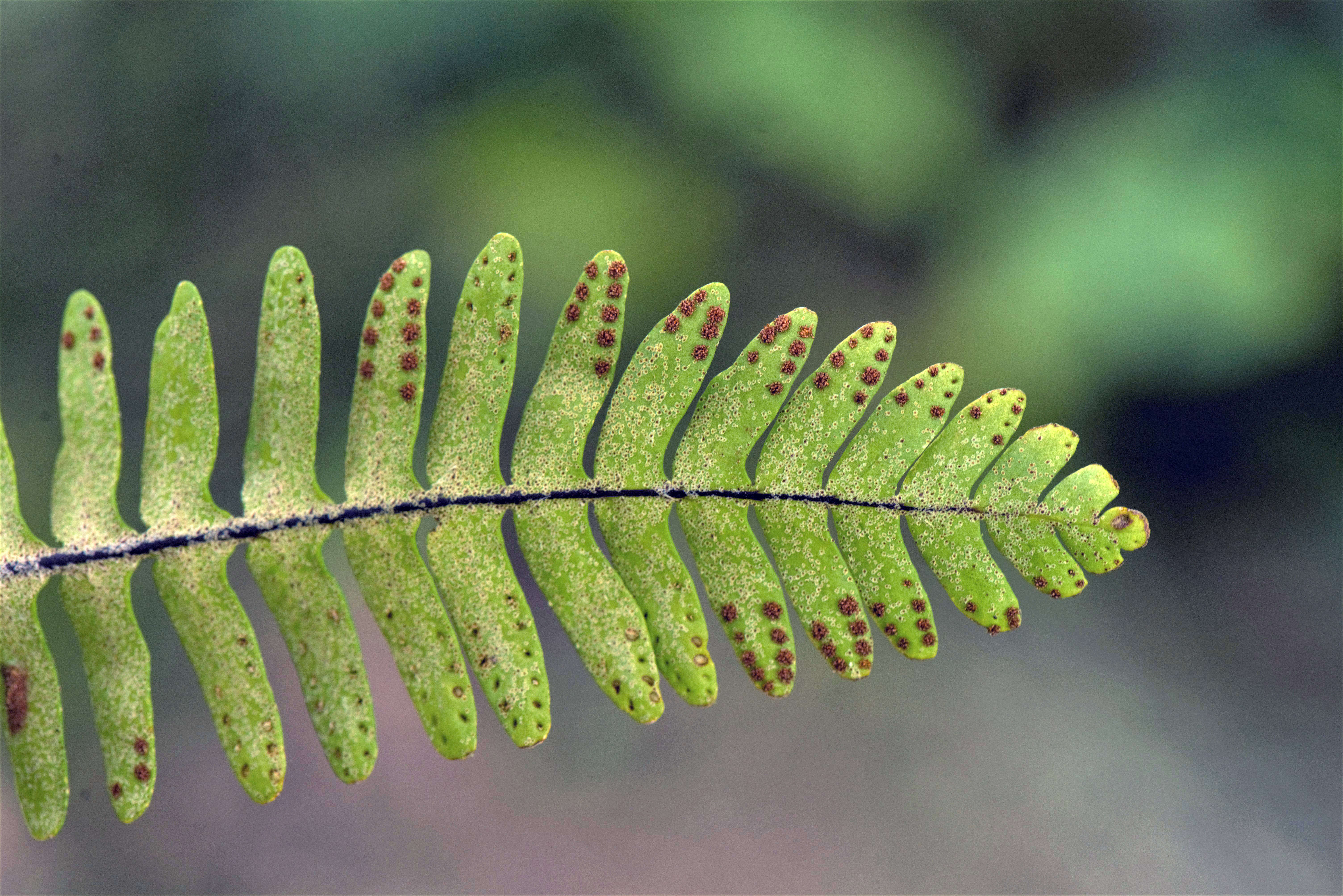 Polypodium L.的圖片