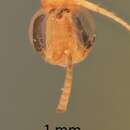 Image of Arachnophaga nocua Gahan 1943