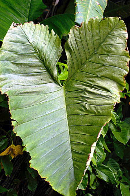 Image of tall elephant's ear