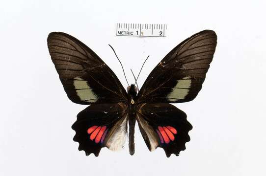 Слика од Parides anchises (Linnaeus 1758)