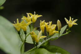 Image de Chiococca alba (L.) Hitchc.