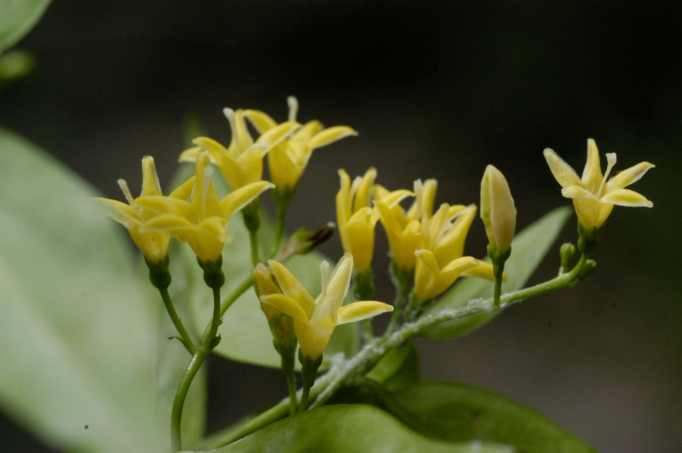 Image de Chiococca alba (L.) Hitchc.