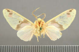 صورة <i>Amaxia juvenis</i>