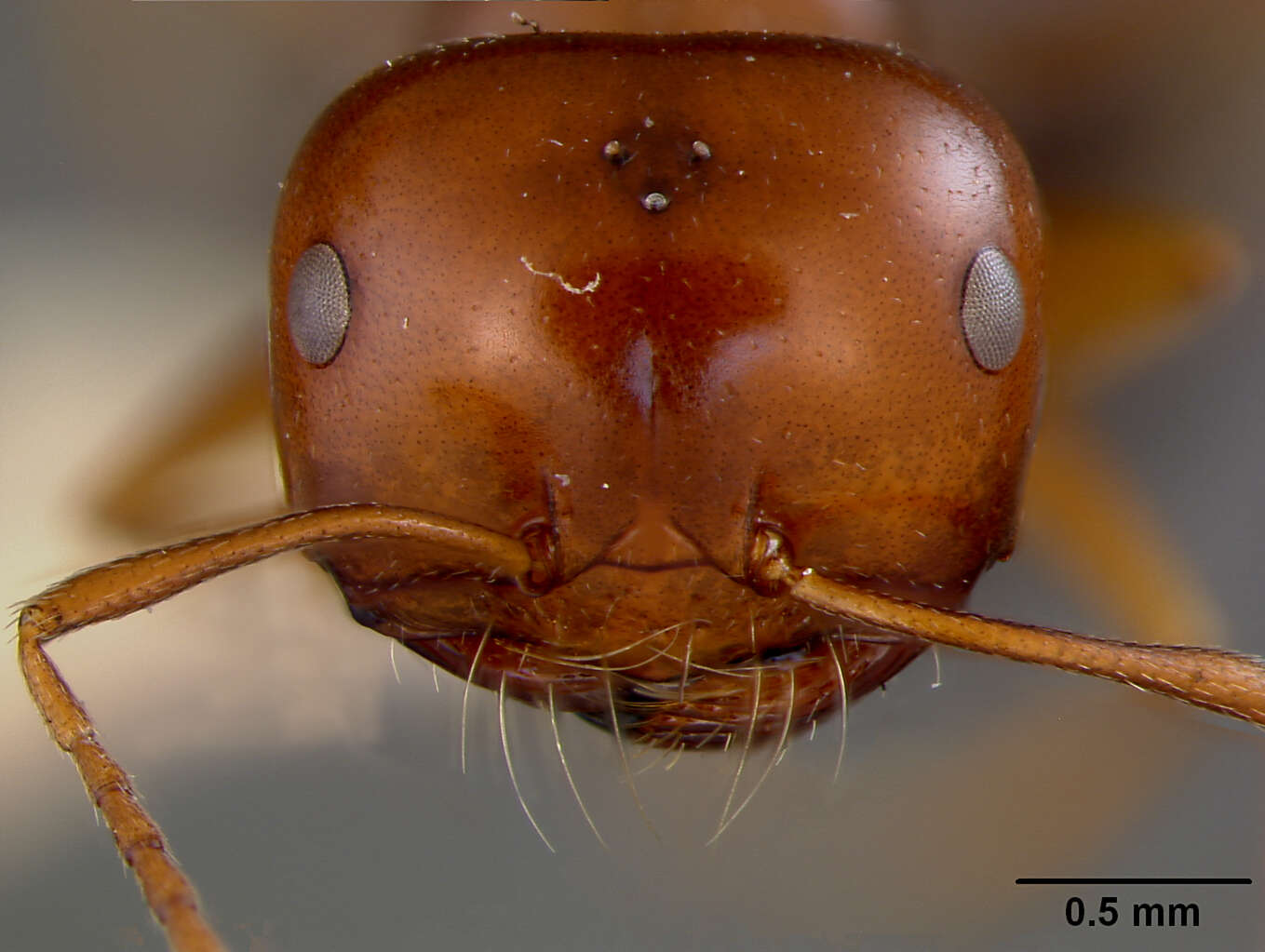 Image of Melophorus turneri perthensis Wheeler 1934