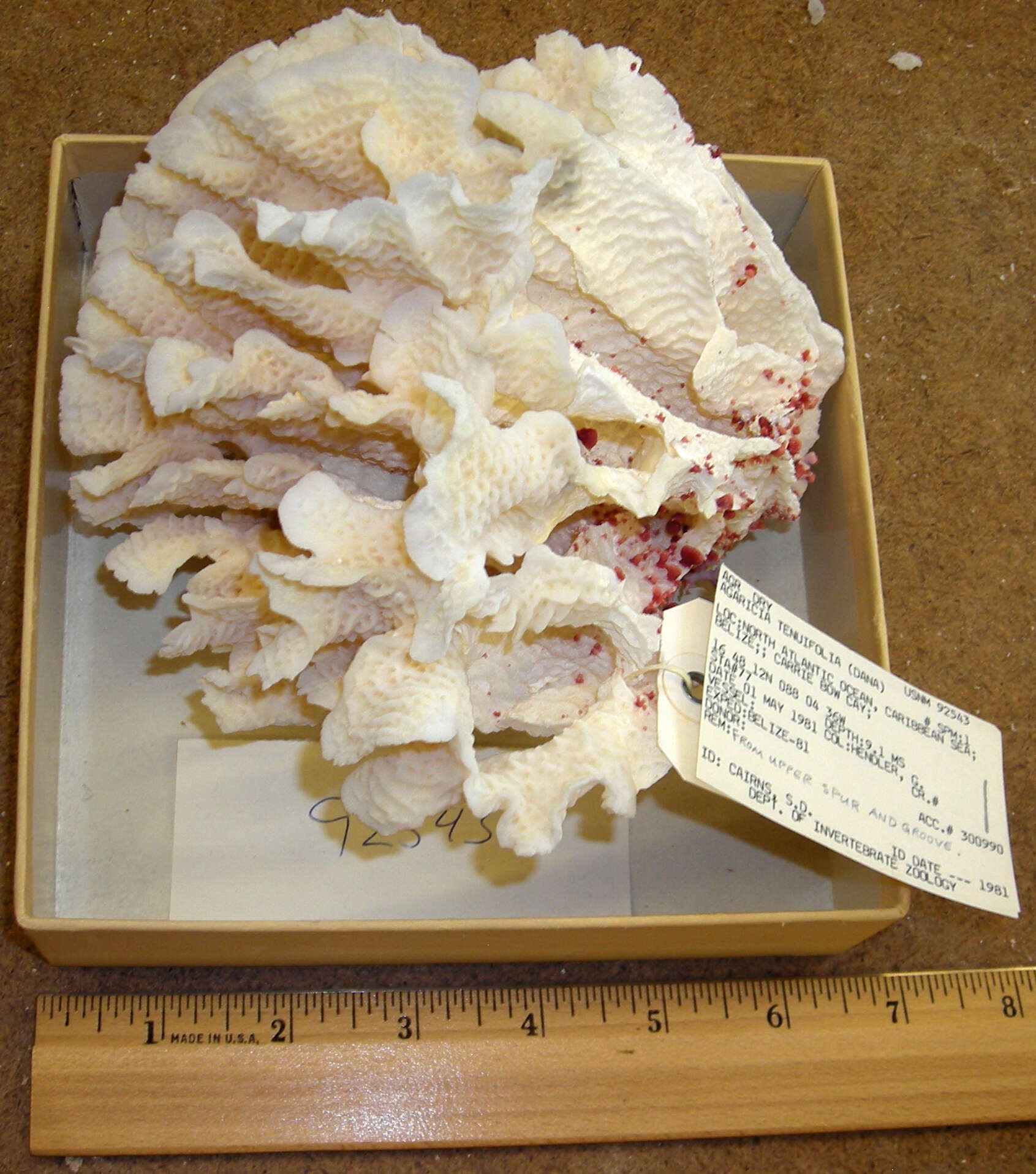 Image of Rose coral