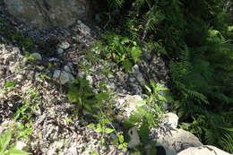 Imagem de Thaspium trifoliatum (L.) A. Gray