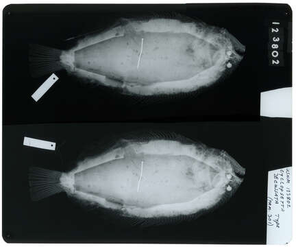 Image of Mexican flounder