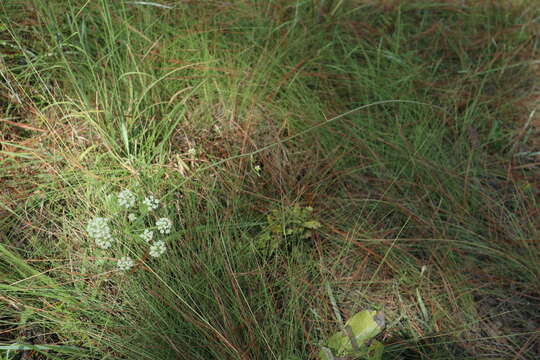 Imagem de Angelica dentata (Chapman) Coult. & Rose