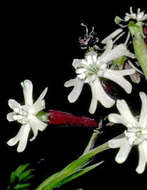 Image of Hawai'i catchfly