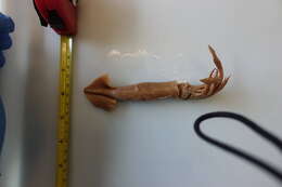 Image of Japanese flying squid