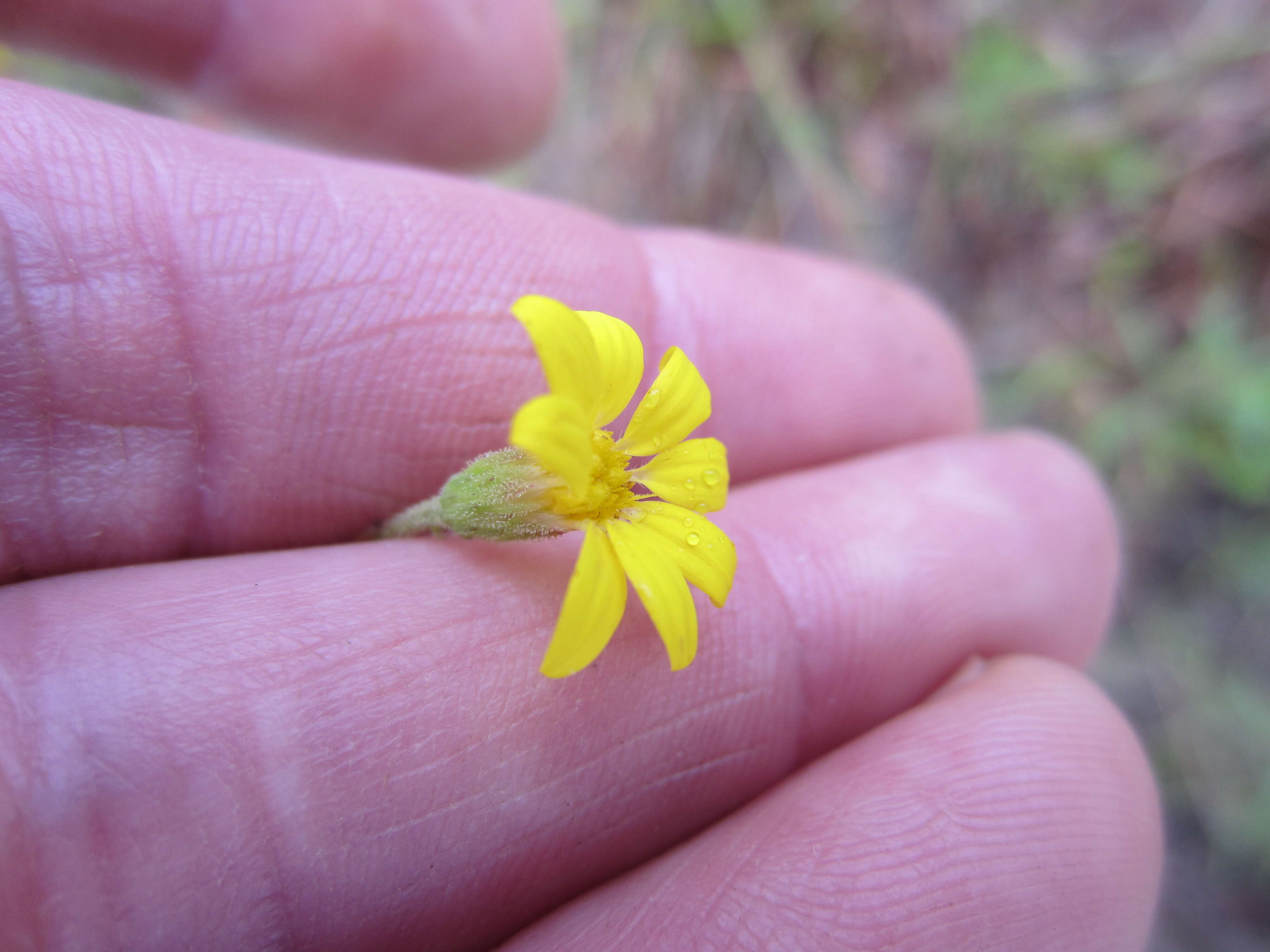 Imagem de Croptilon divaricatum (Nutt.) Rafin.