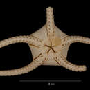 Image of Ophiogona doederleini (Koehler 1901)