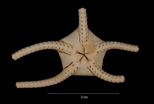 Image of Ophiogona doederleini (Koehler 1901)