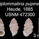 Image of Diplommatina pupinella Heude 1885