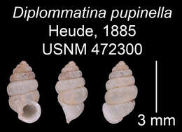 صورة Diplommatina pupinella Heude 1885