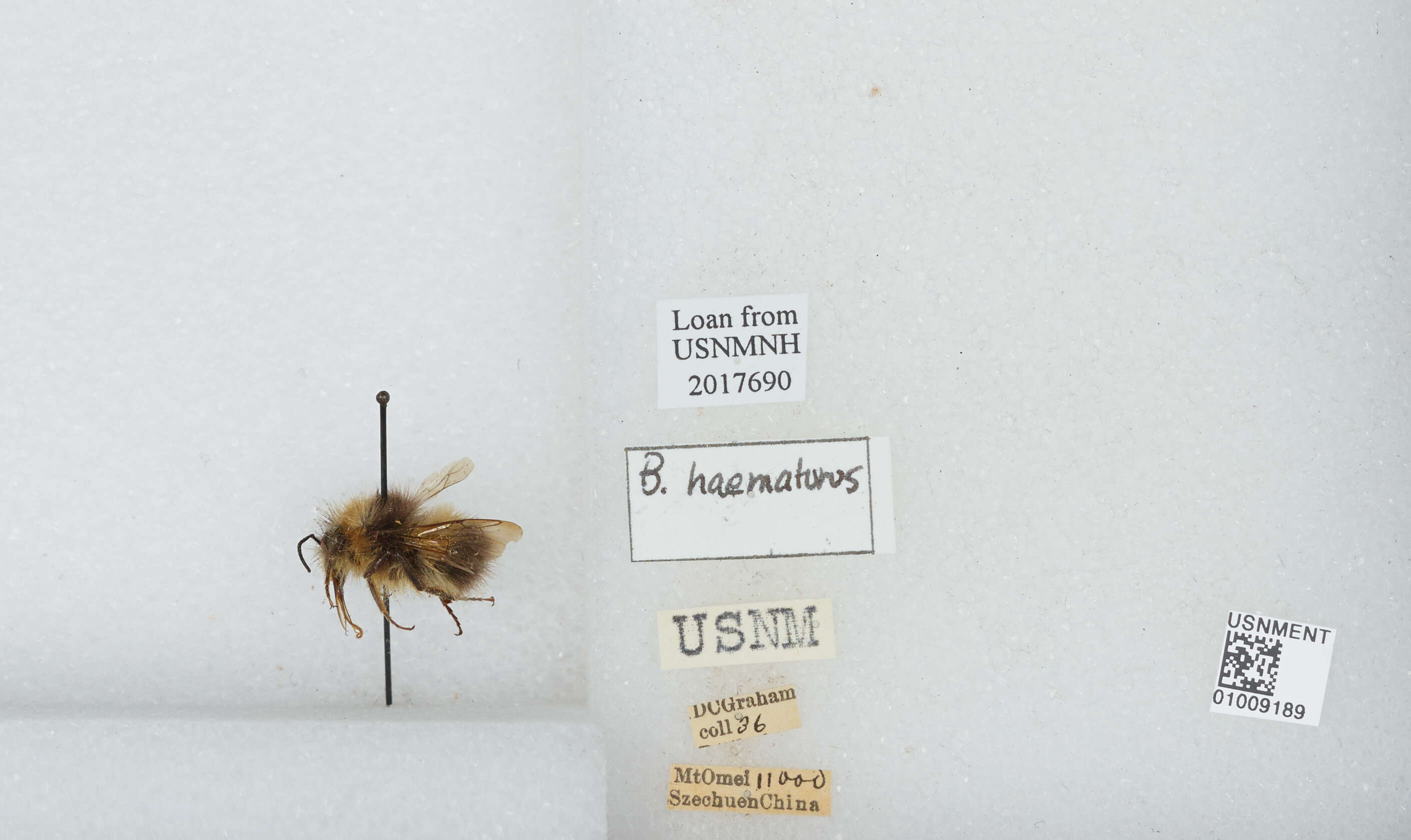 Image of Bombus haematurus Kriechbaumer 1870