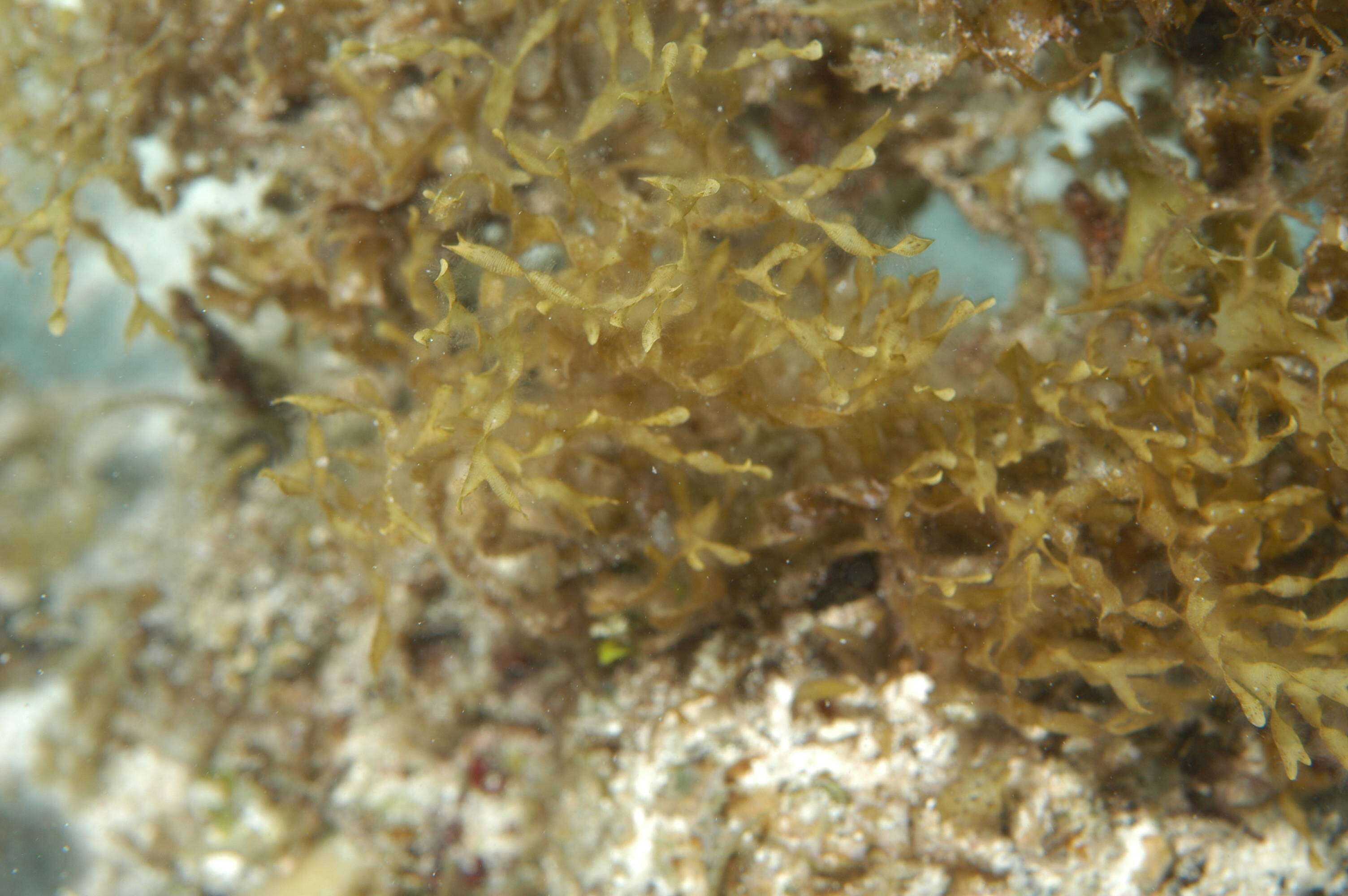 Слика од Sargassum C. Agardh 1820