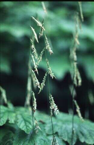 Image of Nodding False Semaphore Grass