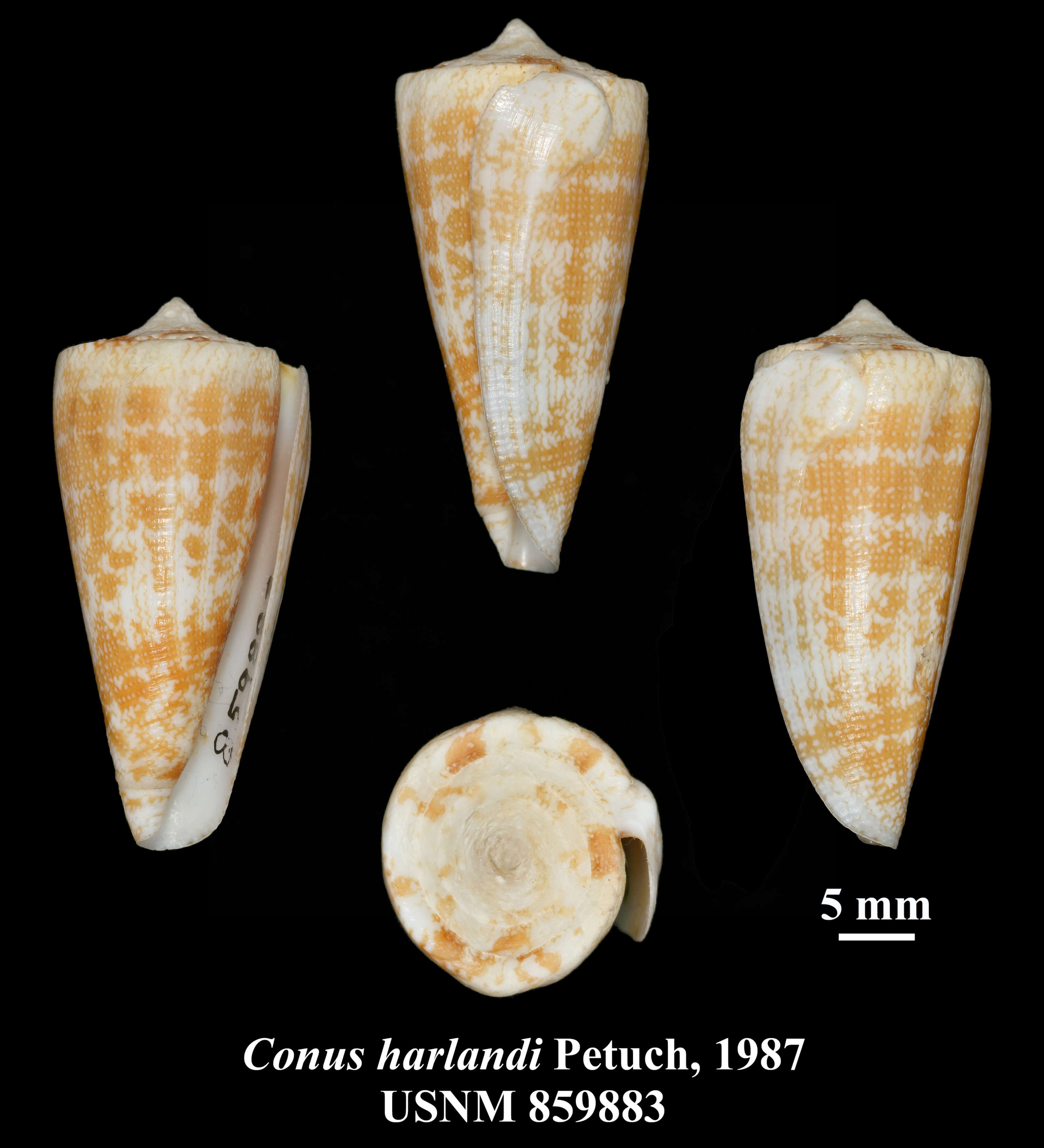 Image of Conus harlandi Petuch 1987