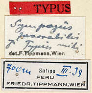 Image of Sympagus favorabilis Tippmann 1960