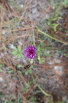 Image of stemless ironweed