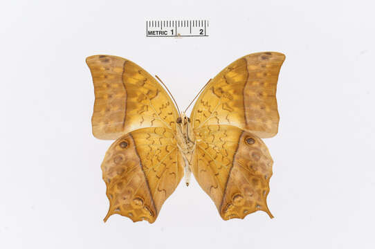 Charaxes varanes Cramer 1764的圖片