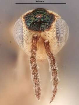 Image of Parasitoid wasp