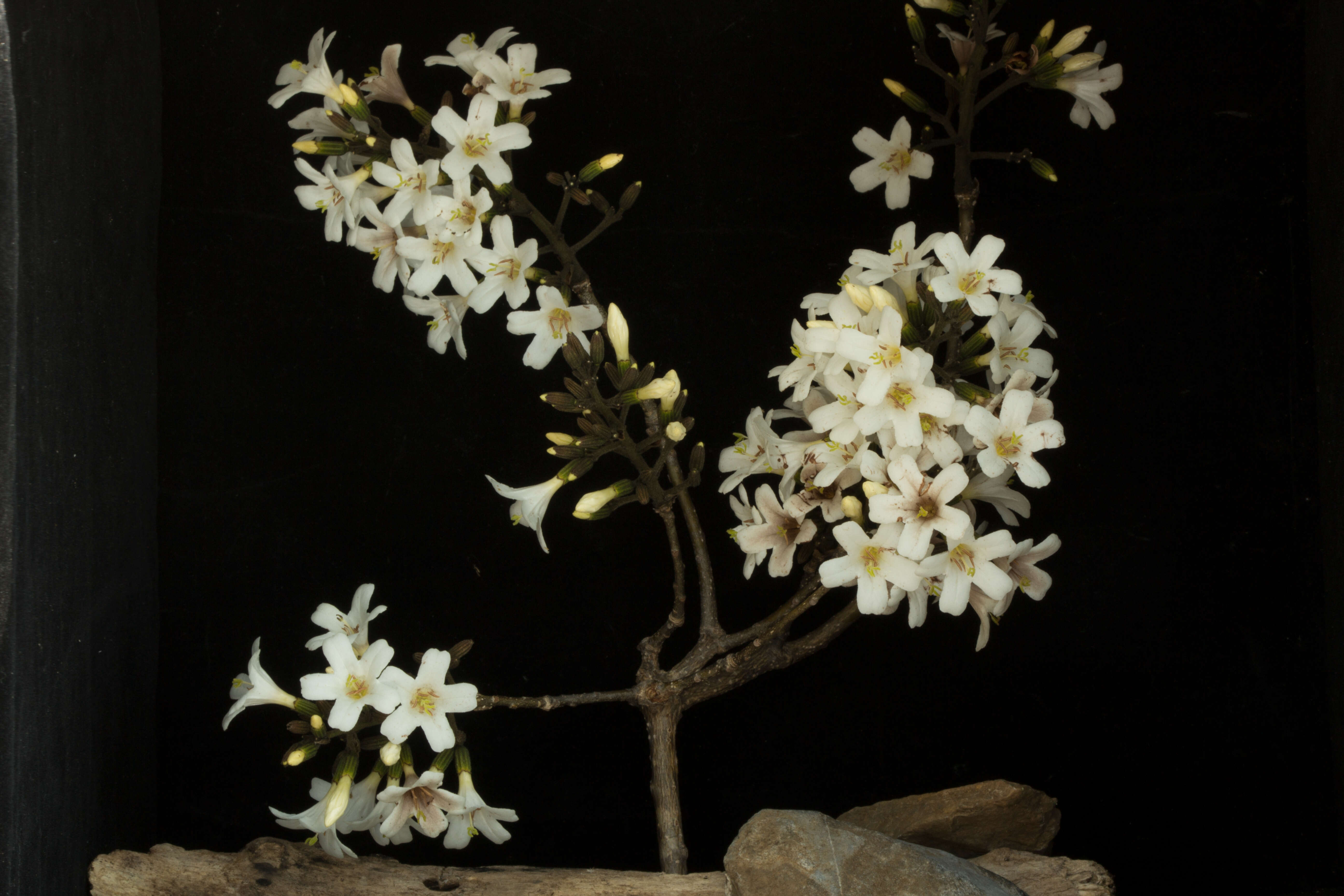 Image de Cordia gerascanthus L.