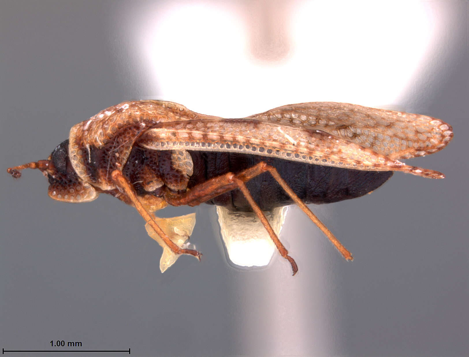 Image of Monanthia coloradensis Drake