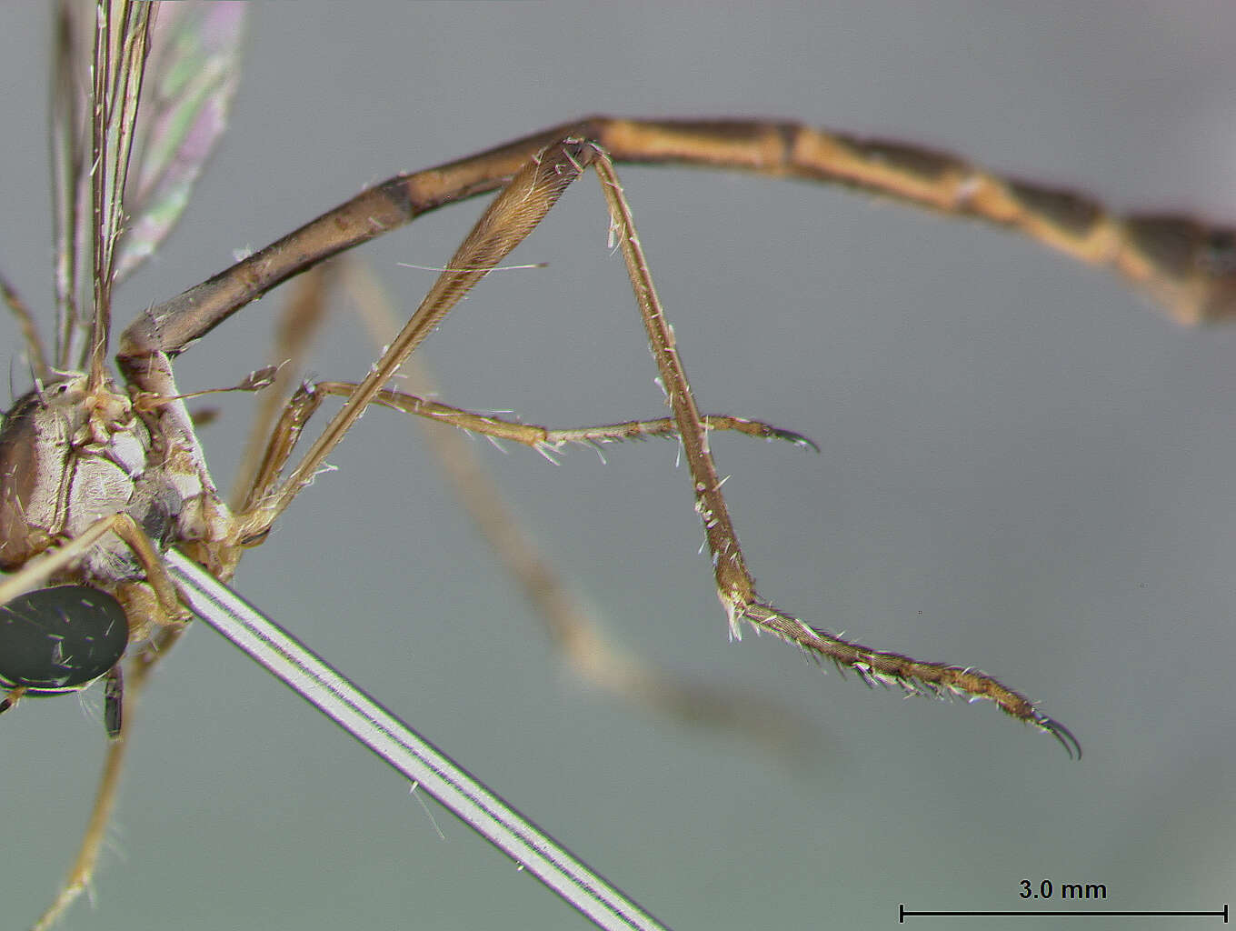 Image of Leptogaster bahamiensis Scarbrough 1996