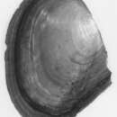 Anodonta wahlamatensis I. Lea 1838 resmi