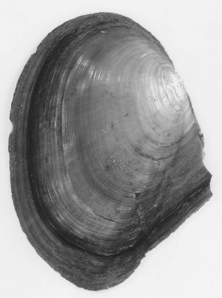 Image of Anodonta wahlamatensis I. Lea 1838