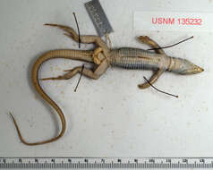 Image of Six-lined Racerunner