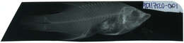 Image of Black-belt hogfish