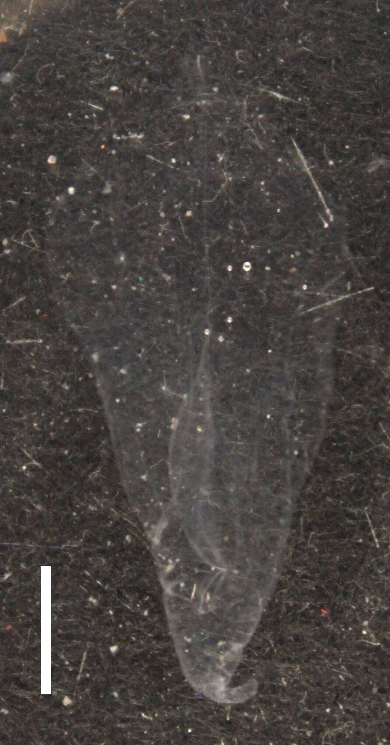 Image of Stephanomiidae Huxley 1859