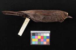 Image of Turdus merula intermedius (Richmond 1896)