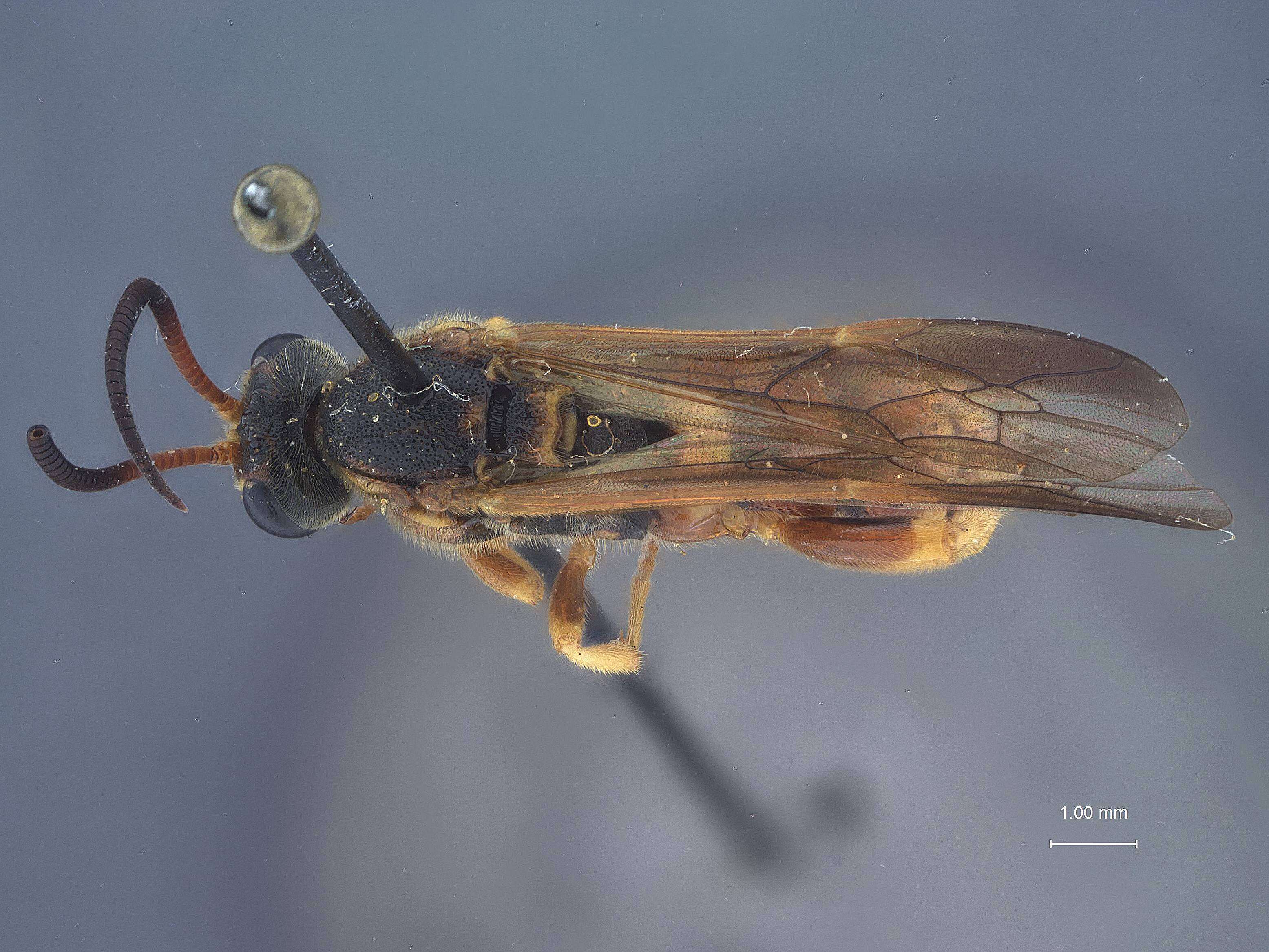 Image of Metopius mimicus Townes & Townes 1959