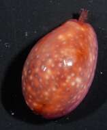 Image of Cowrie