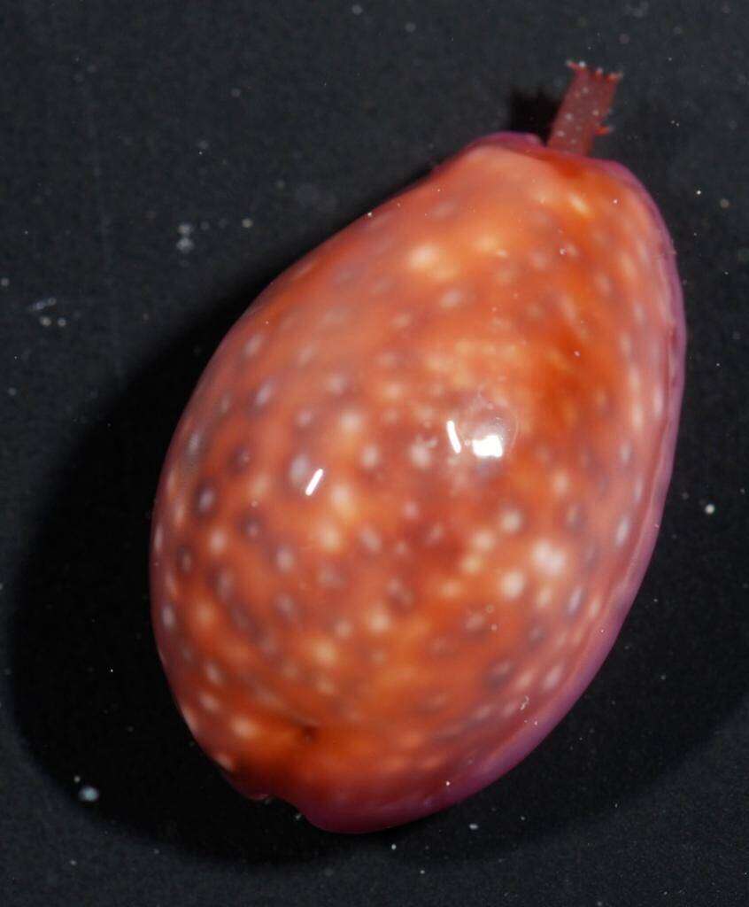 Image of Cowrie