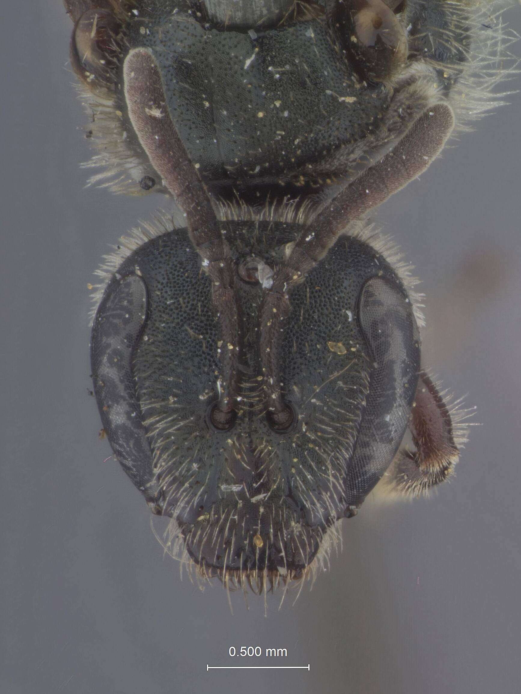 Image of Halictus