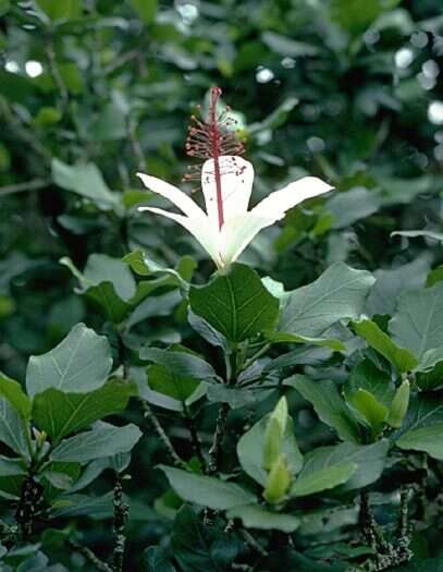 Image of white Kauai rosemallow