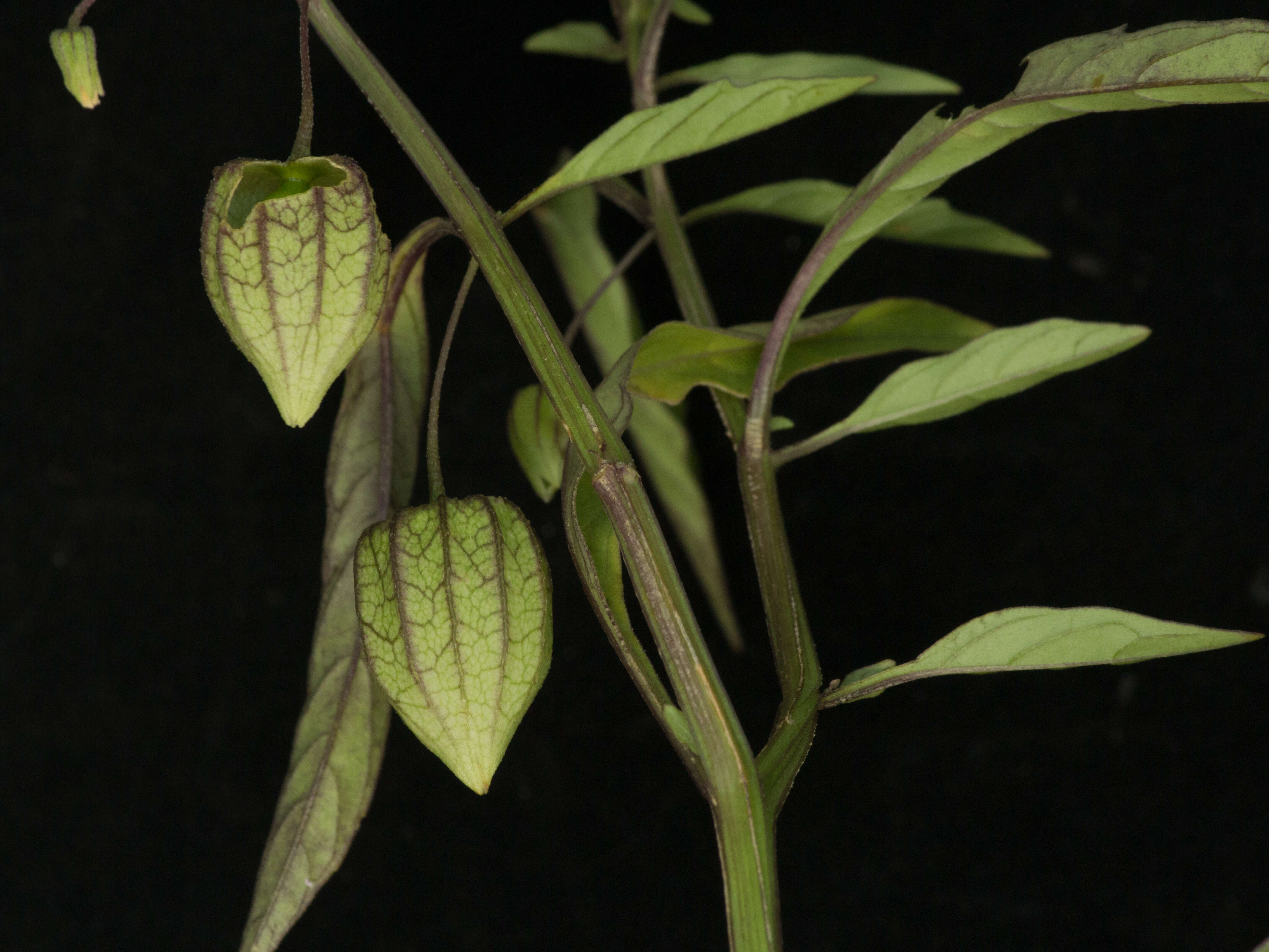 Image of cutleaf groundcherry