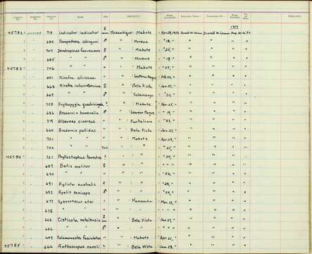 Sivun Campethera abingoni suahelica (Reichenow 1902) kuva