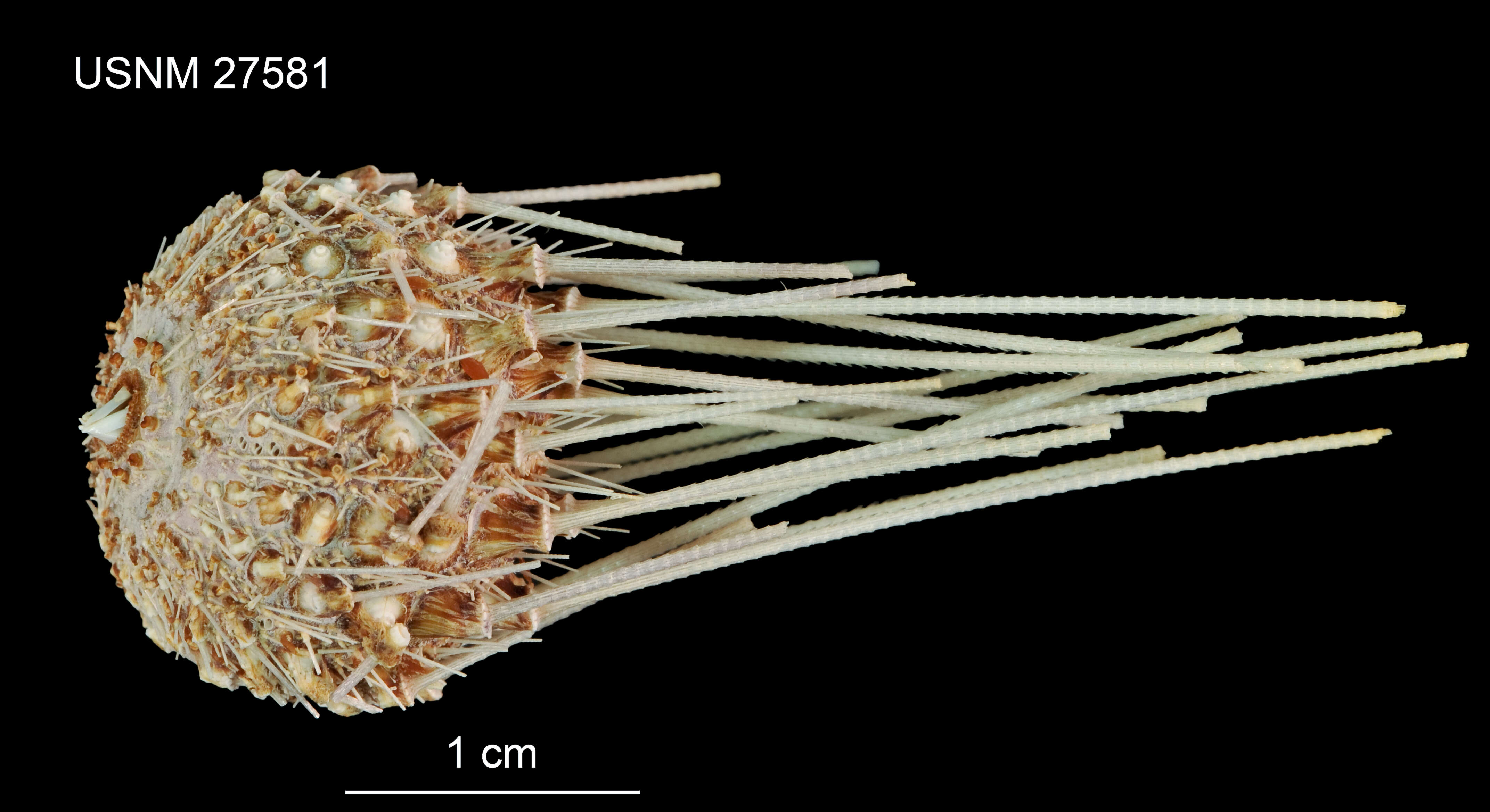 Image of Aspidodiadema arcitum Mortensen 1939