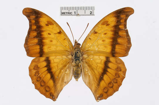 Charaxes nichetes Grose-Smith 1883的圖片