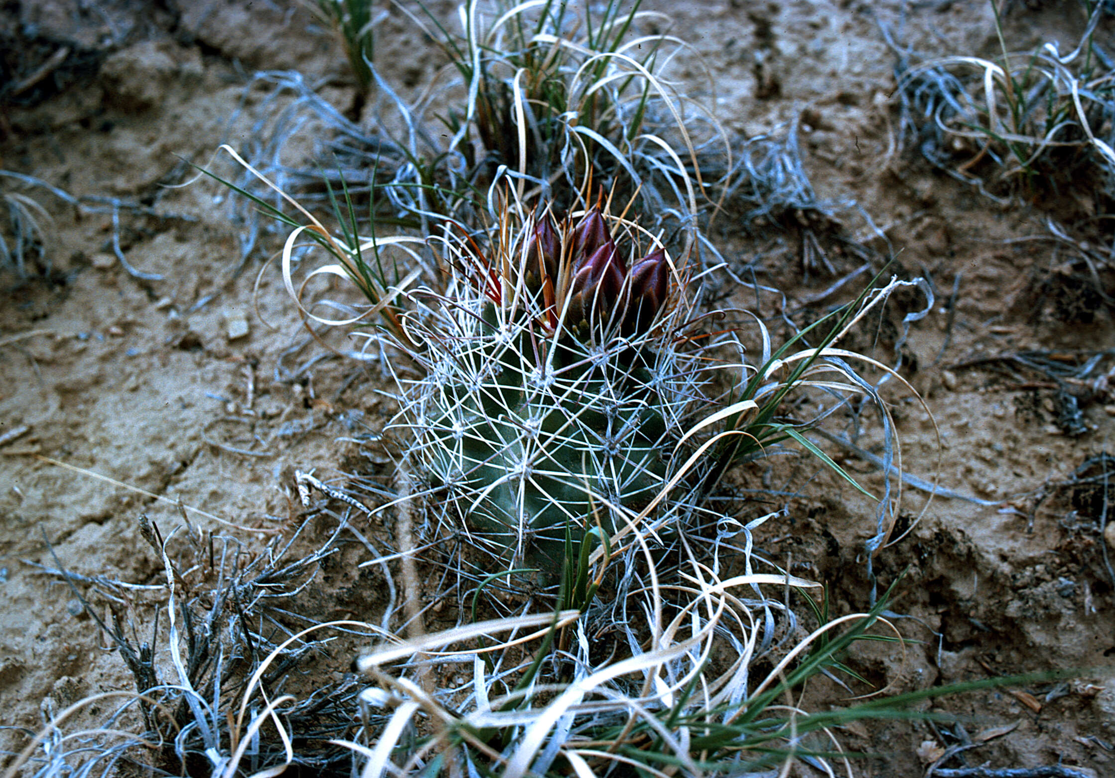 Image of smallflower fishhook cactus