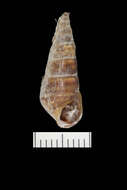 Image of Pleurocera acuta Rafinesque ex Blainville 1824