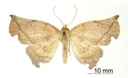 Image of Phyllodonta emerita Dyar 1912