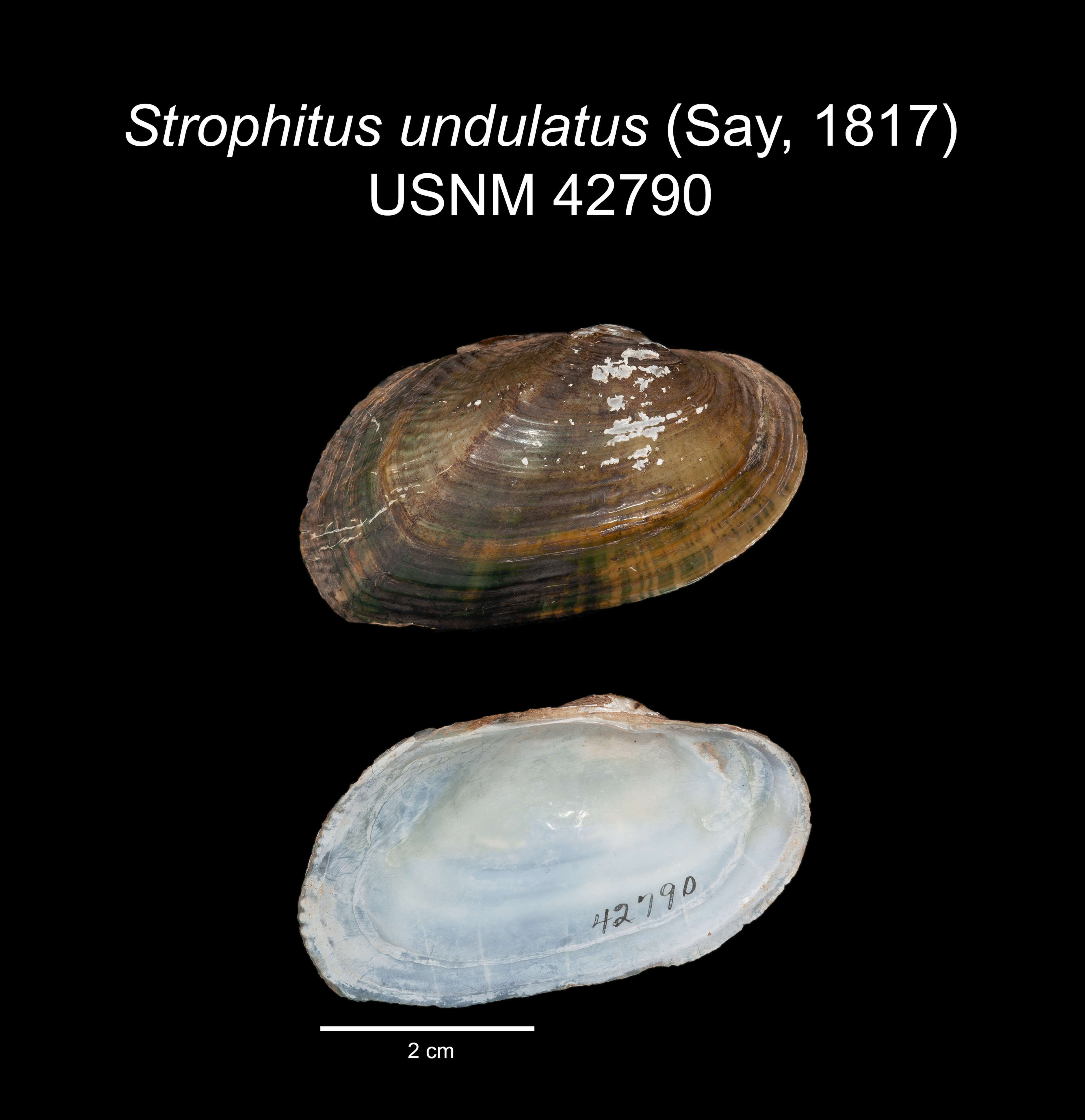 Imagem de Strophitus undulatus (Say 1817)